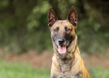 Cameroon-Douala: a night guard and a dog trainer killed by a watchdog