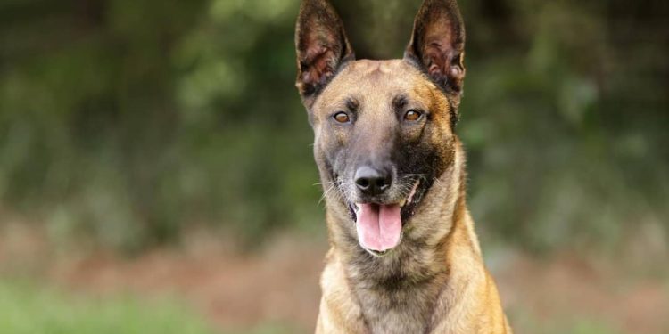 Cameroon-Douala: a night guard and a dog trainer killed by a watchdog